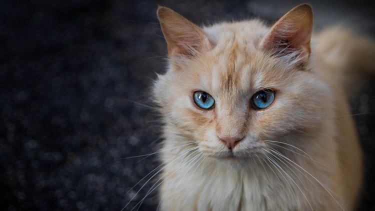 Рыжий пушистый кот порода