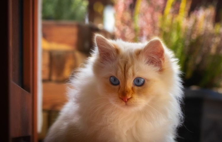 Рыжий кот с голубыми глазами