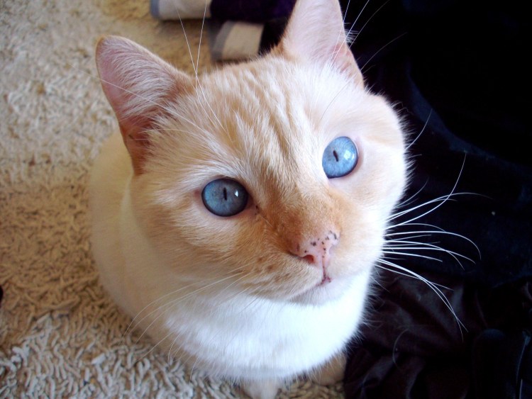 Рыжие котята с голубыми глазами