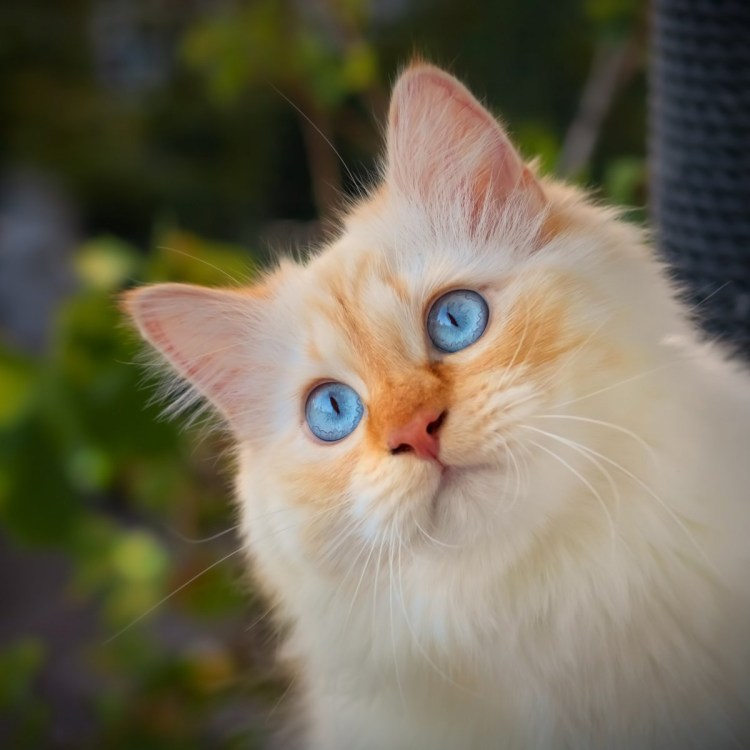 Охос азулес рыжий