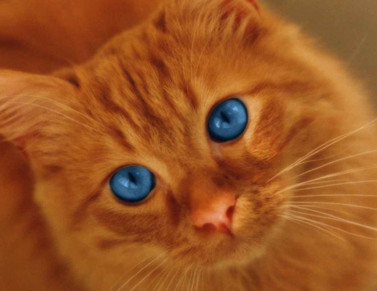 Рыжий кот с голубыми глазами