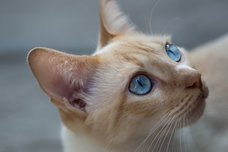 Бежевый кот с голубыми глазами