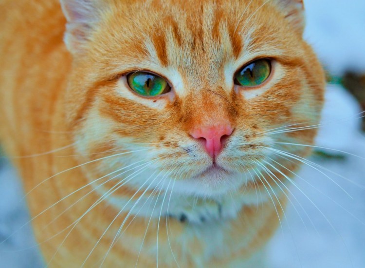 Рыжий кот с голубыми глазами