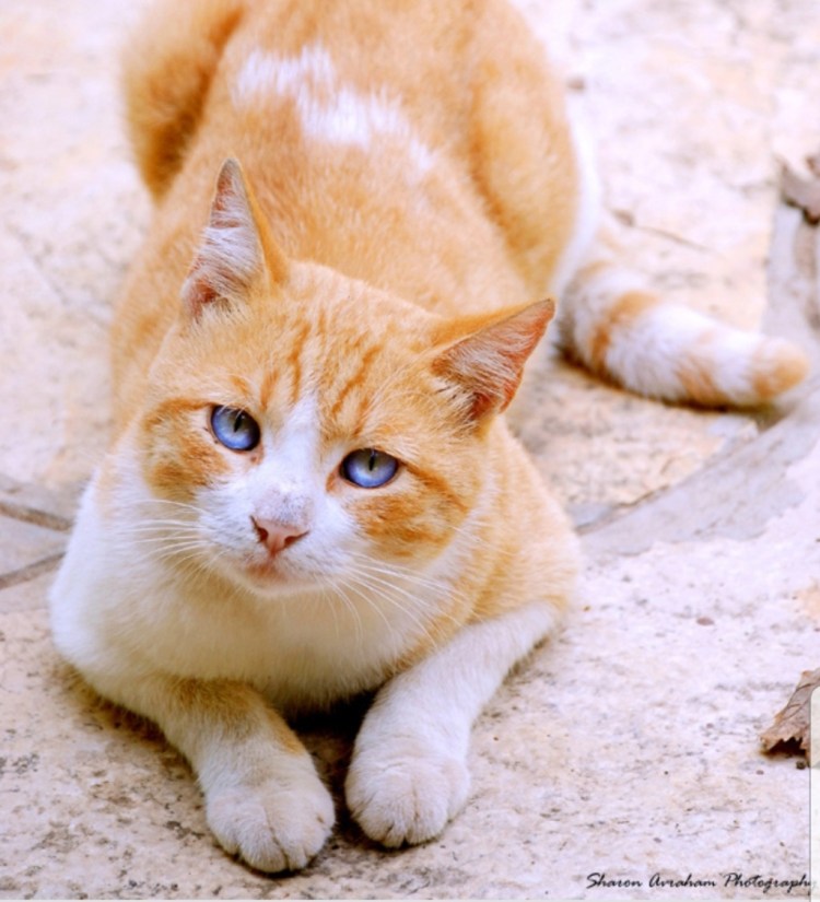 Светло рыжий кот