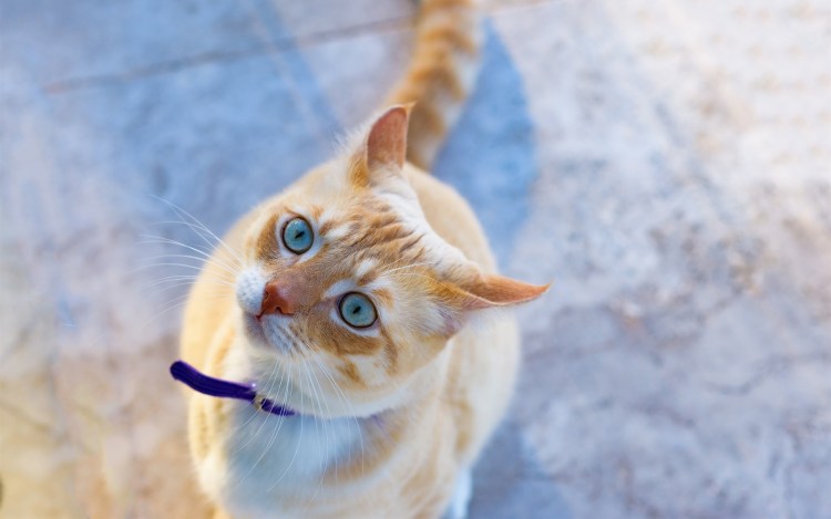 Рыжий кот с голубыми глазами