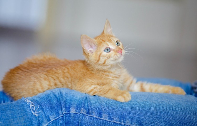 Кошка с бабочкой на носу