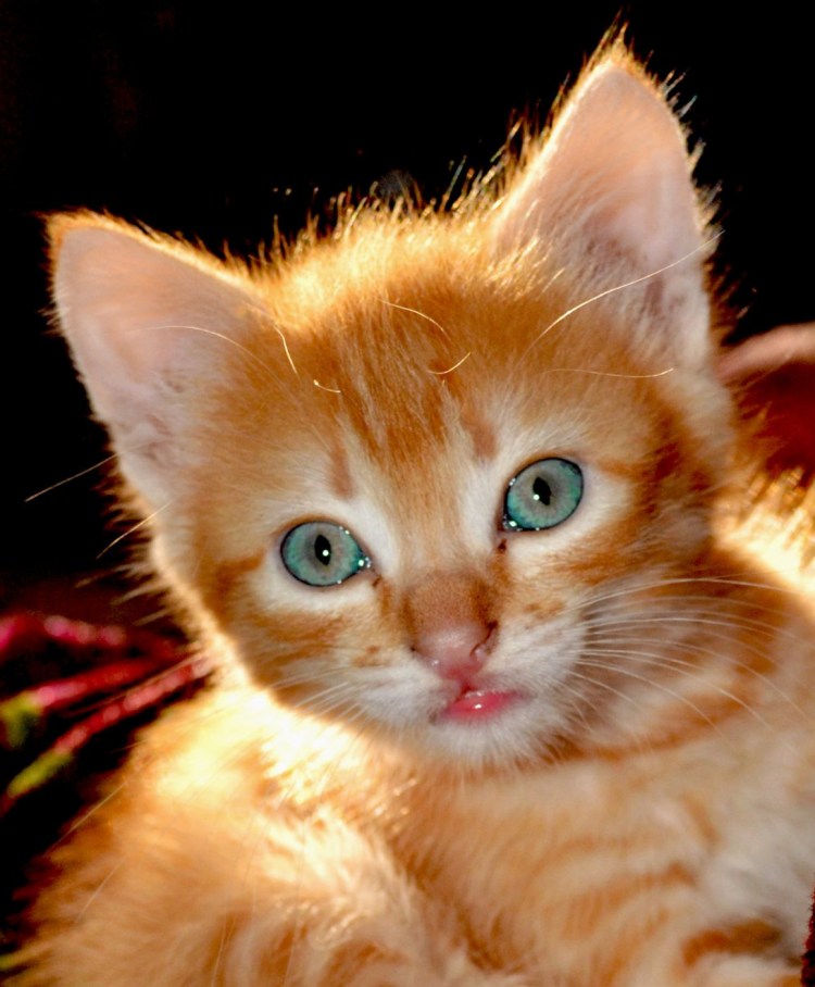 Животные с красивыми глазами