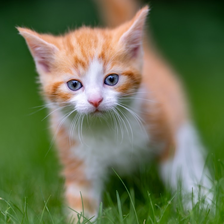 Бежевый кот с голубыми глазами