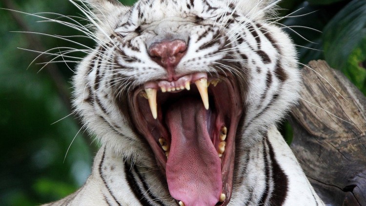 Бенгальский тигр зевает