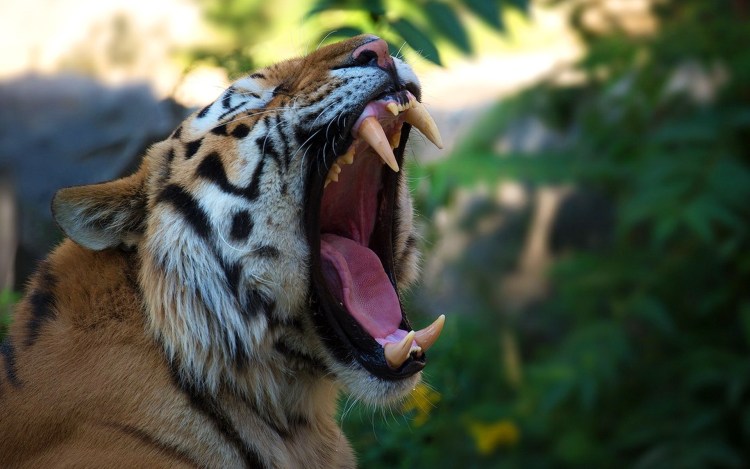 Клыки Амурского тигра