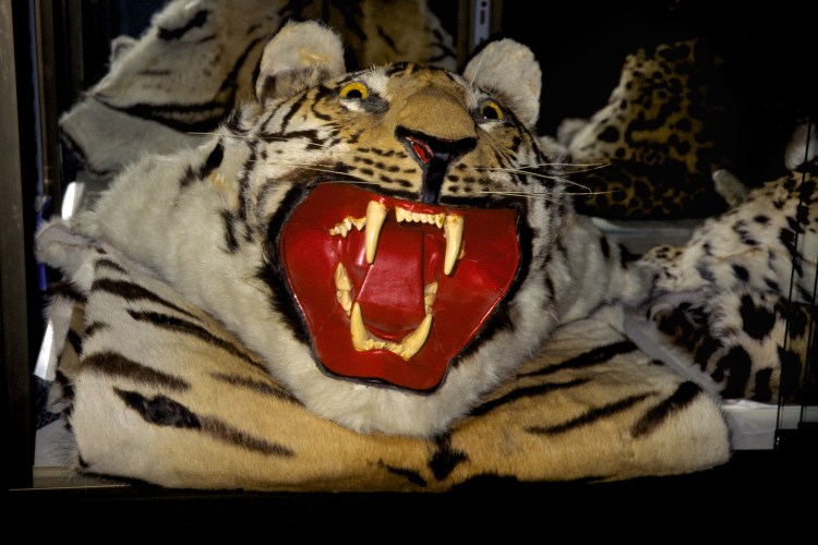 Хищники животные