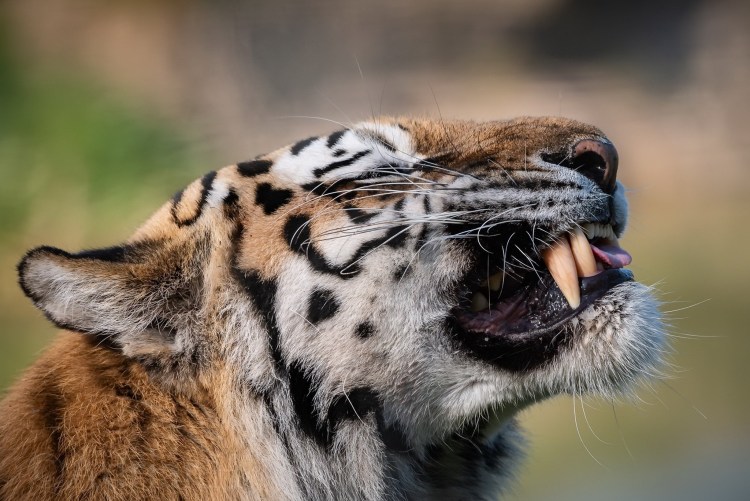 Амурский тигр клыки