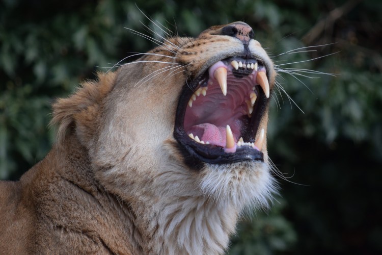 Амурский тигр зубы