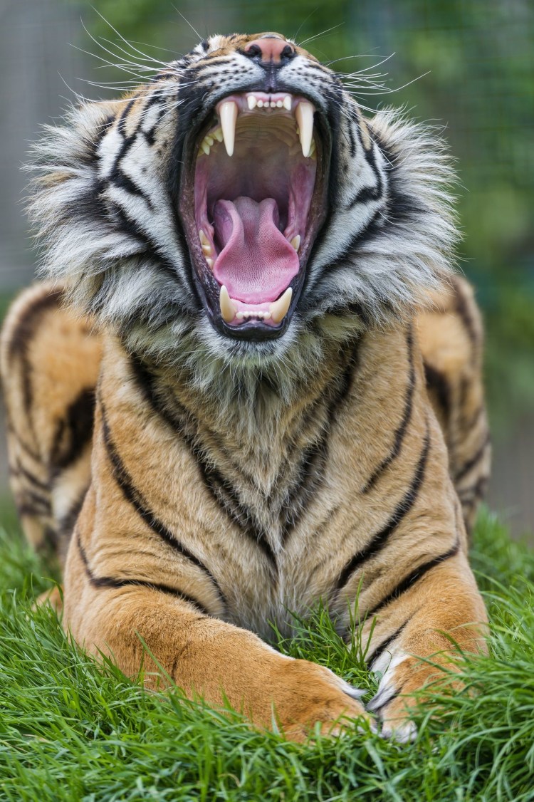 Грозный тигр