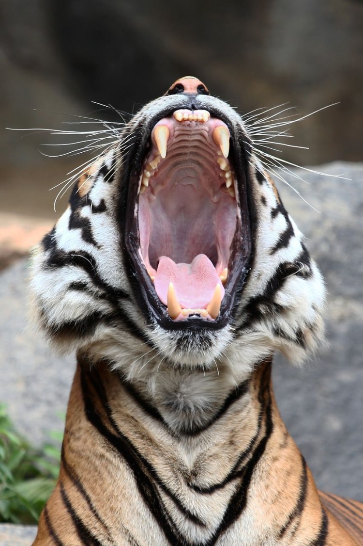 Клыки тигра