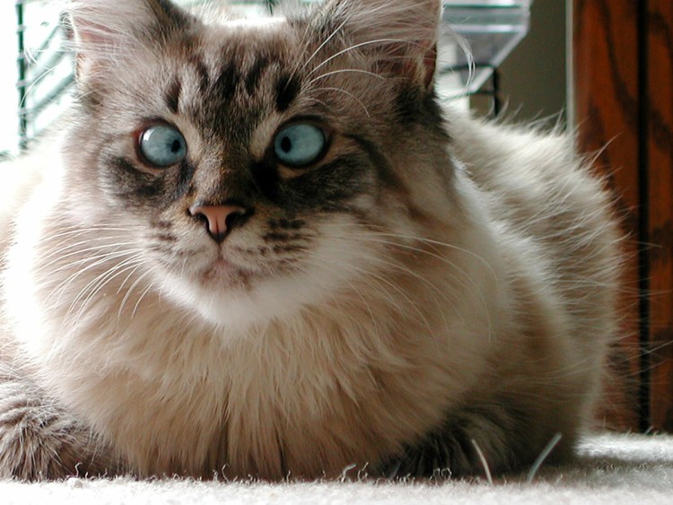 Косоглазые кошки порода