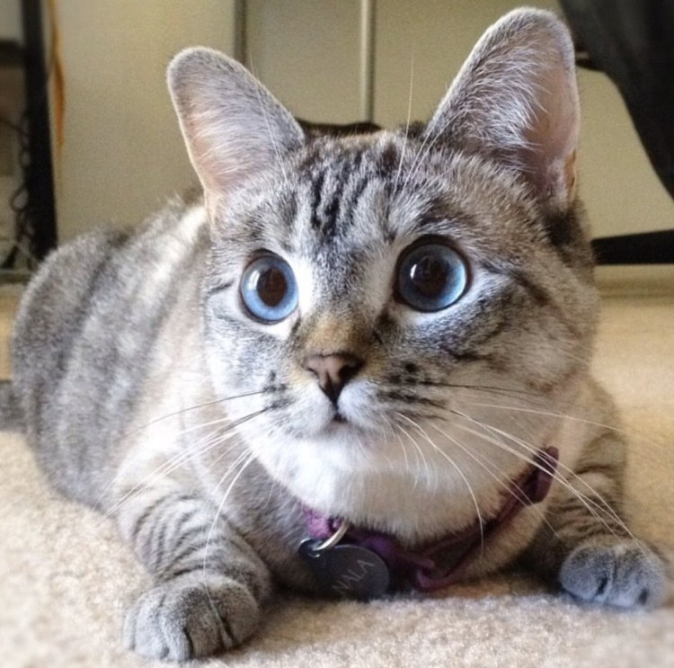 Балинезийская вислоухая кошка