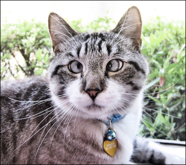 Балинезийский табби