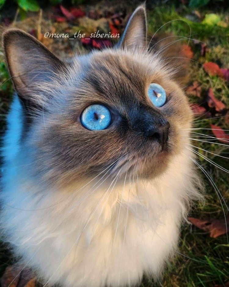 Косоглазый кот по кличке белорус