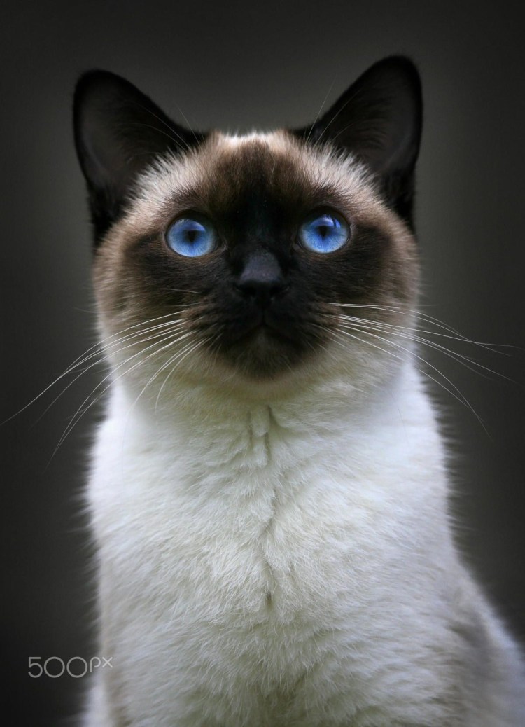 Тайская кошка косоглазие