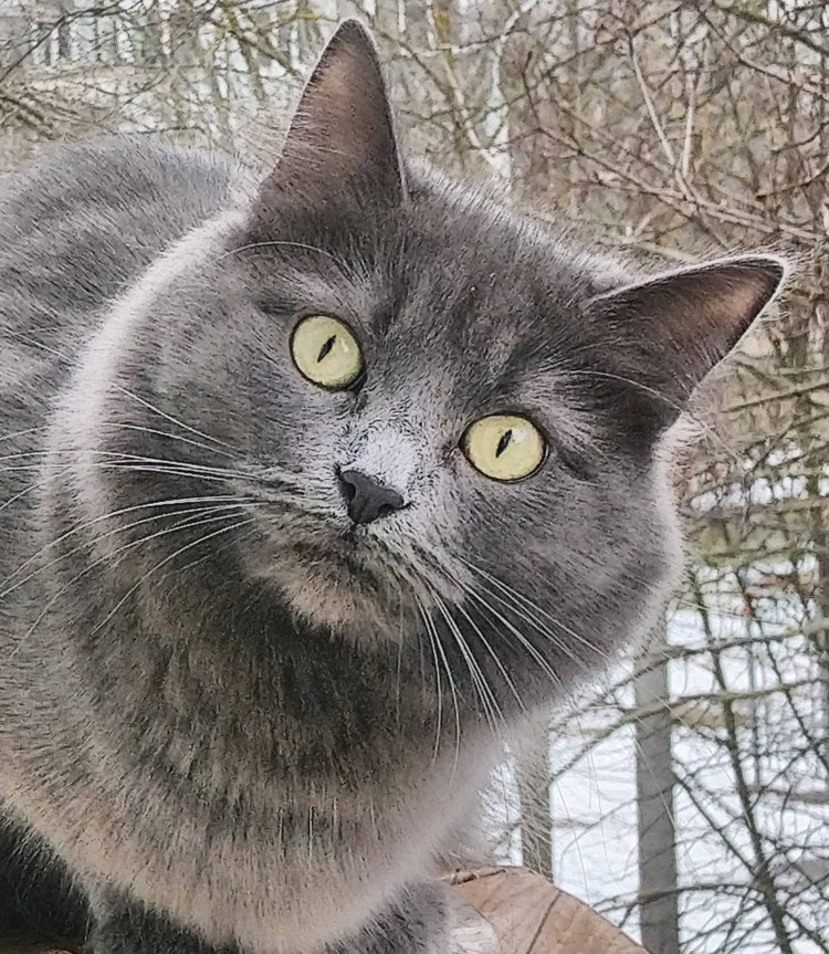 Кошка с косыми глазами