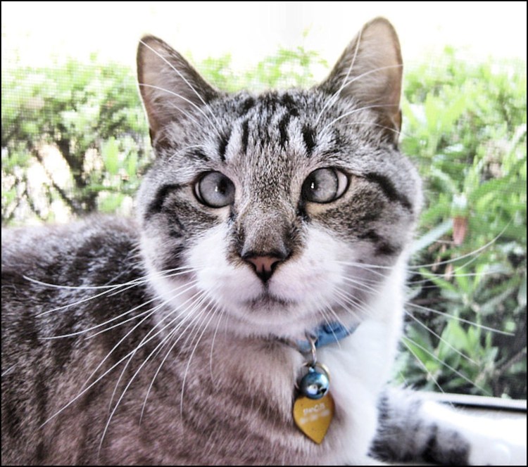 Косоглазые кошки порода