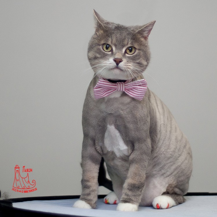 Стрижка котов