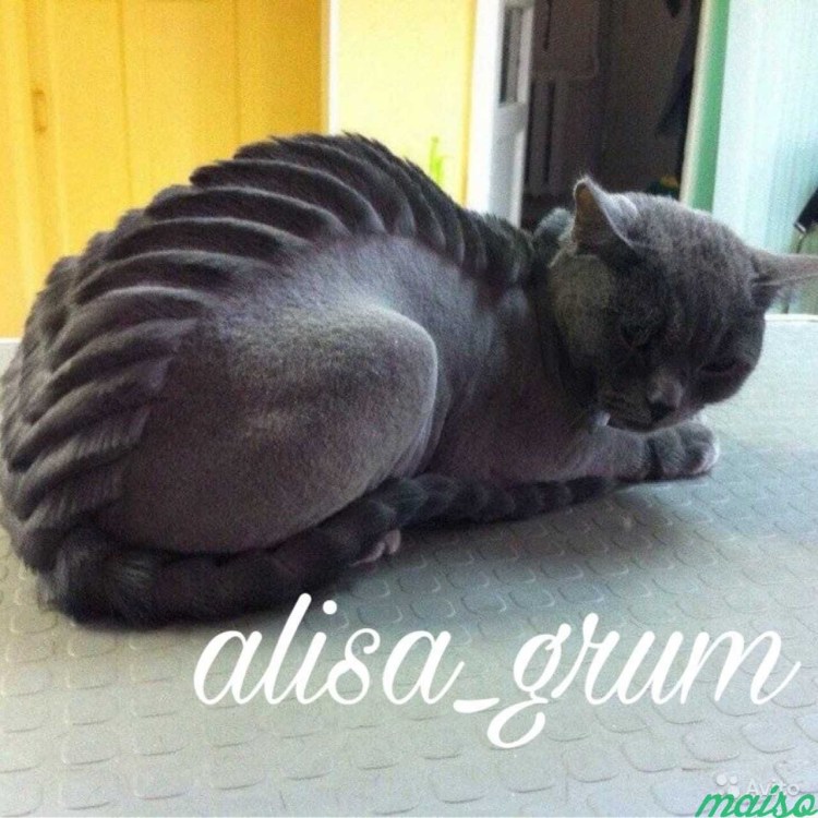 Стрижка шотландских кошек вислоухих