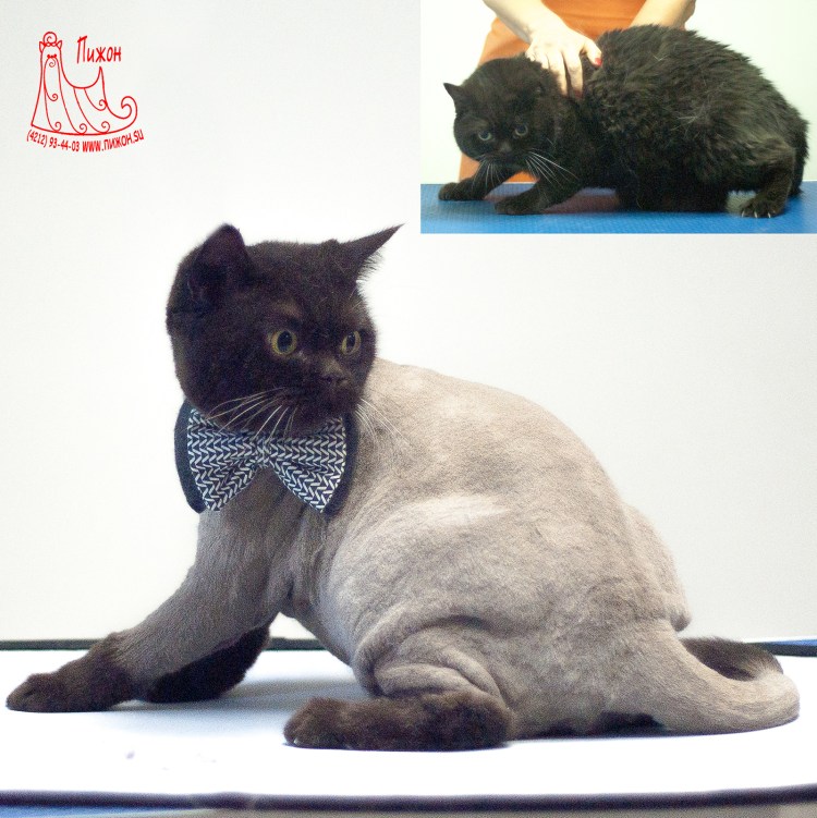 Стрижки котов британцев