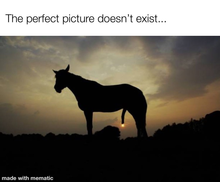 Собака какает на фоне заката