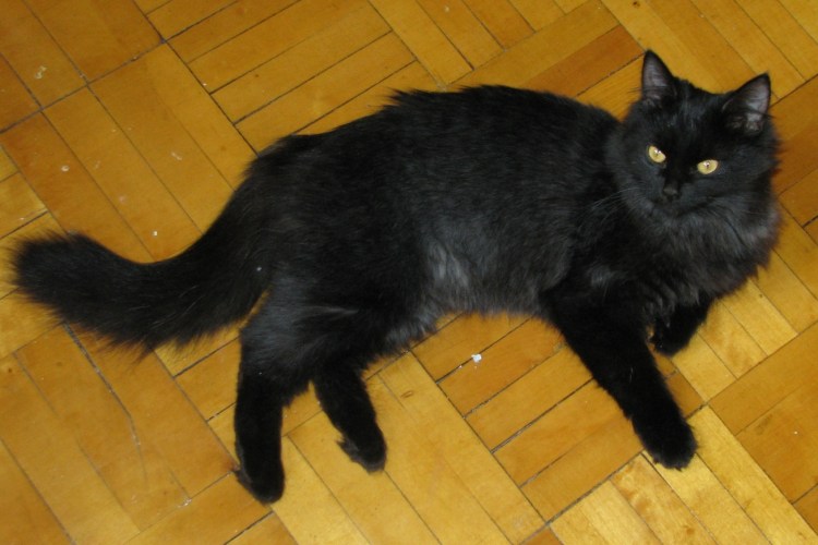 Красивая кошка на природе