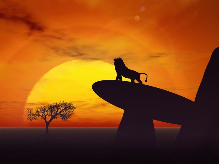 Грустный кот на закате