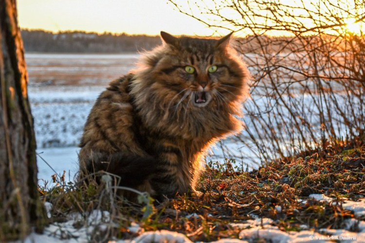 Черный гепард на закате