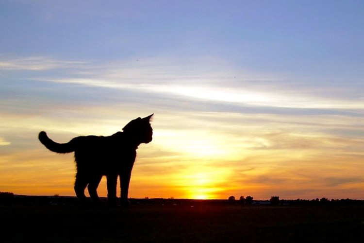 Кот в прыжке