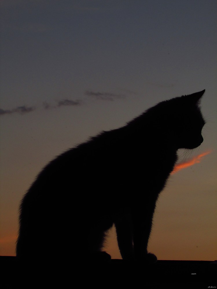 Кот смотрит на закат