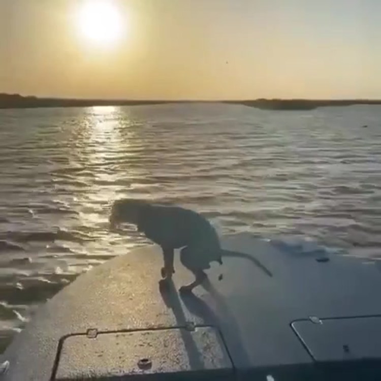 Овчарка иди Макс