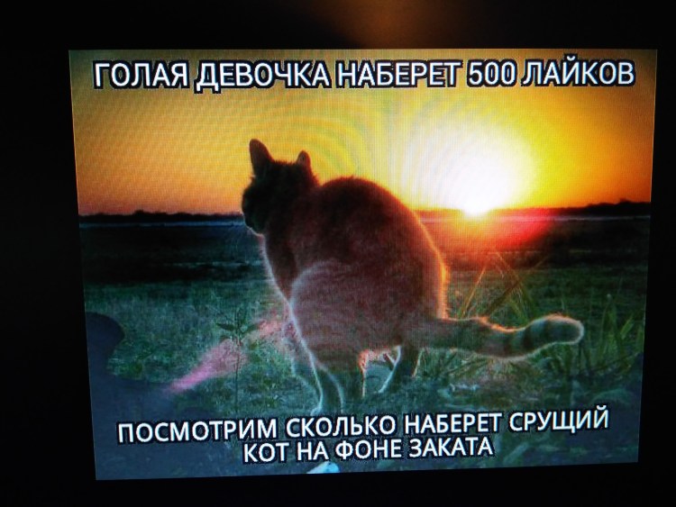 Кот какает на фоне заката