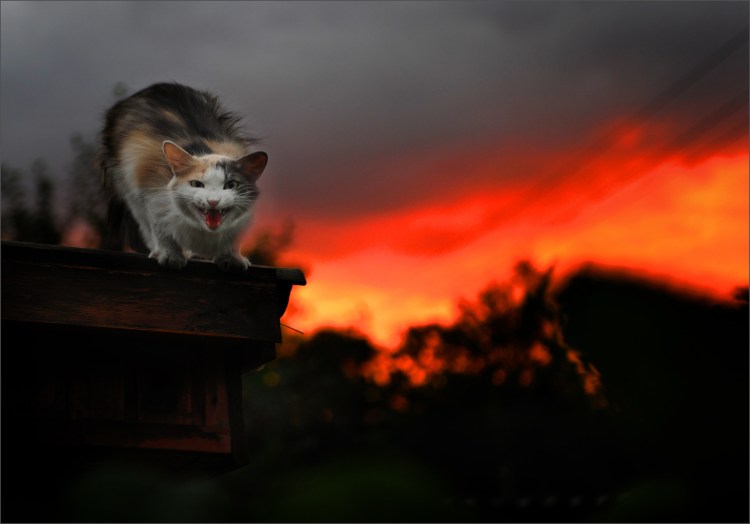 Кошка на закатном солнце