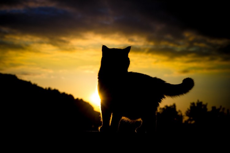 Силуэт кота на закате