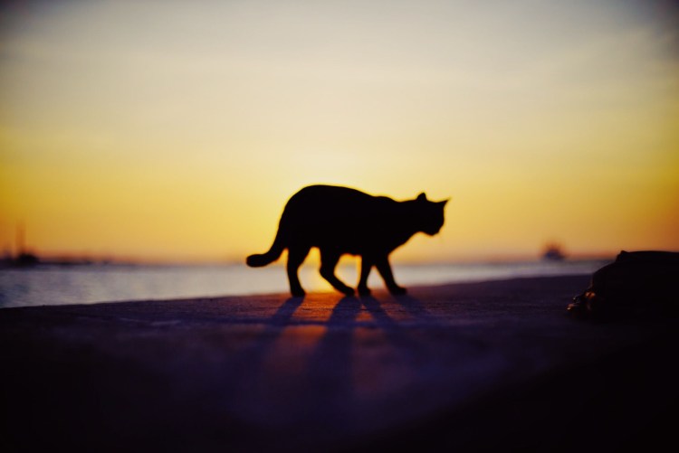 Кот на закате