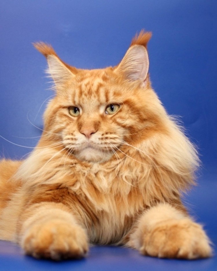 Рыжий кот Мейн кун