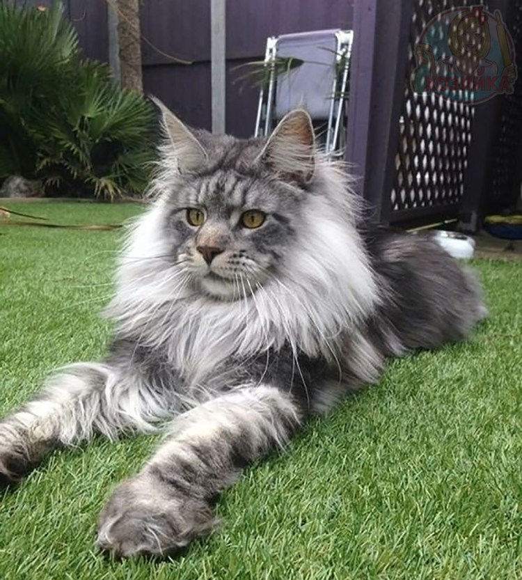 Манчкин и Мейн кун