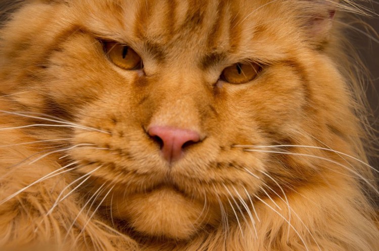 Кошка похожая на Льва