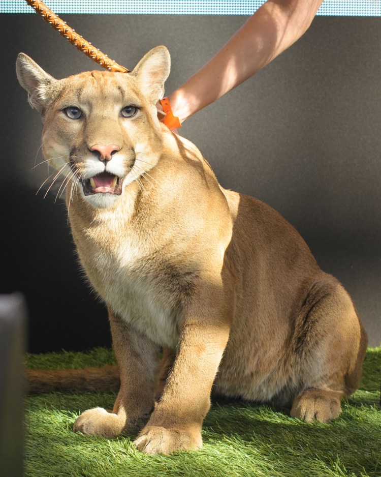 Порода собак мэйкун