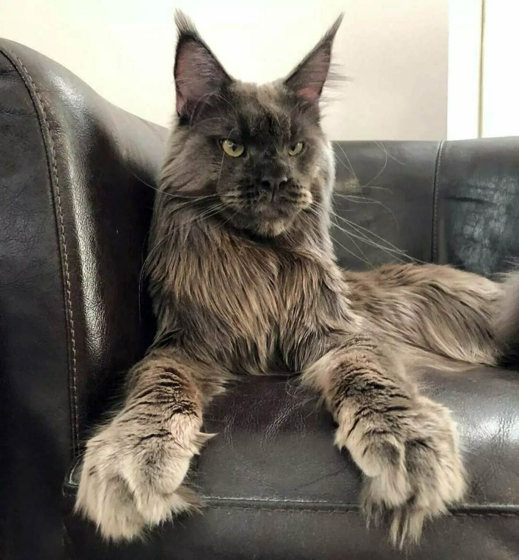 Кот с гривой