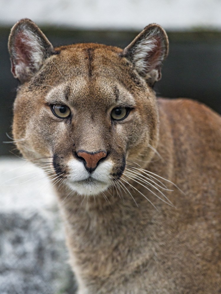 Порода Мейн кун Валькирия