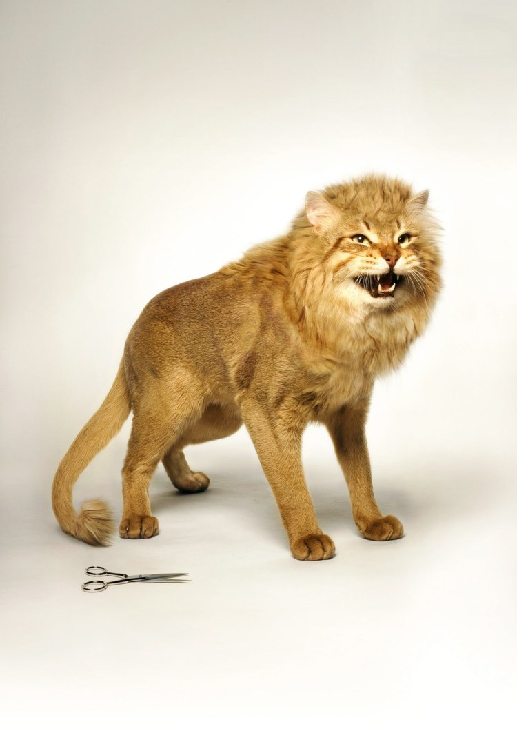 Порода Пума