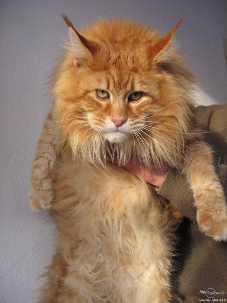 Европейский Мейн кун рыжий