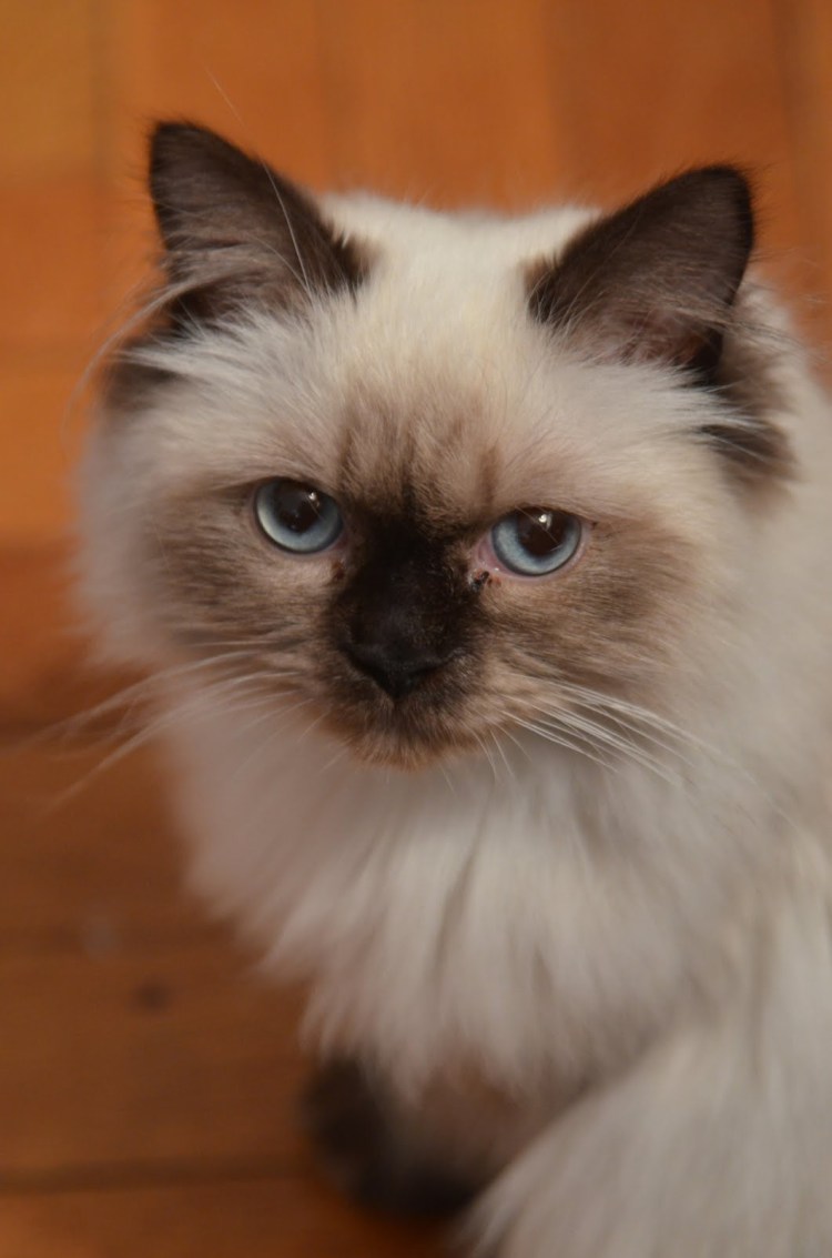 Сиамский Гималайский кот