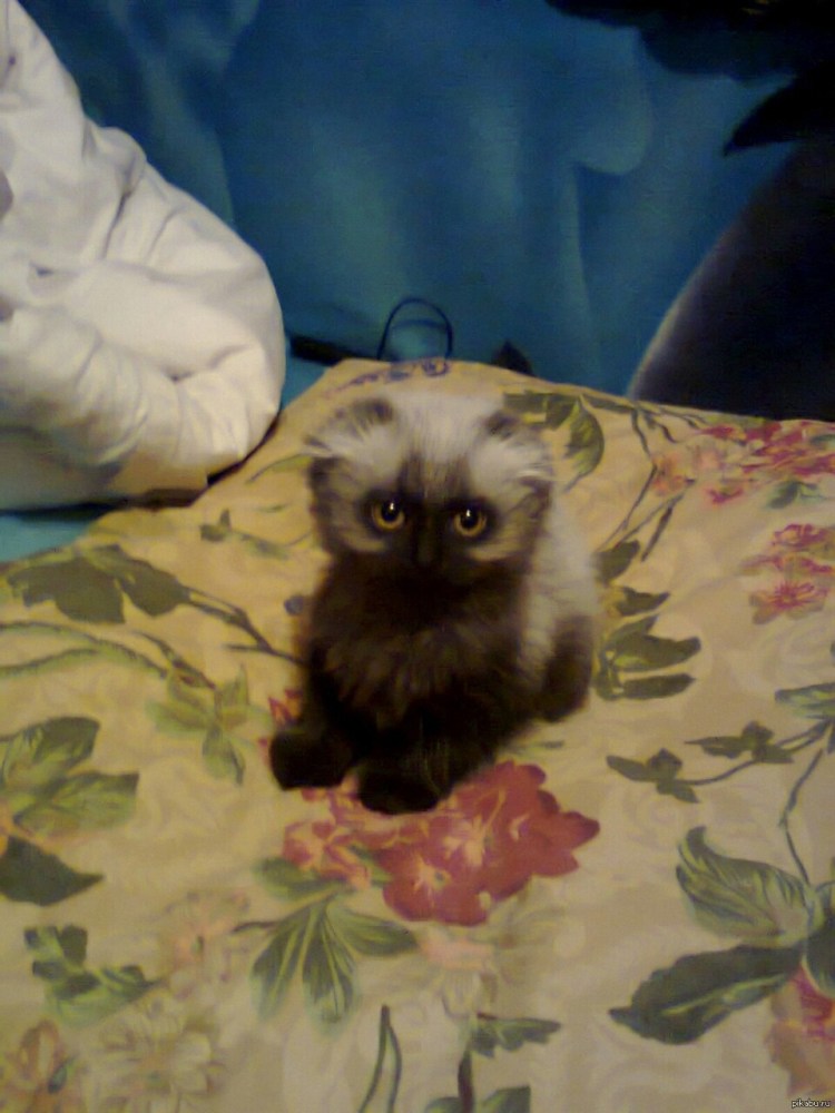 Рэгдолл кошка